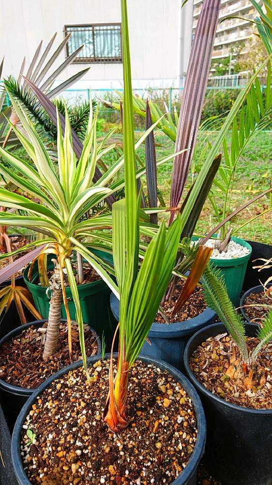 オニサバルヤシ 幹上がり オニサバルヤシ 幹上がり