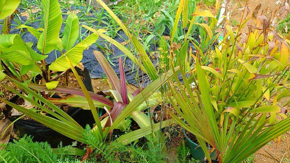 🌴Palm🌴 〜畑のヤシたち〜｜🍀GreenSnap（グリーンスナップ）