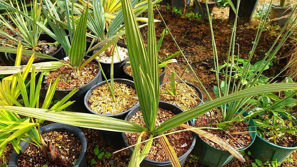 セレノア レペンス セレノア レペンス 🌴Palm🌴 〜畑のヤシたち〜｜🍀GreenSnap