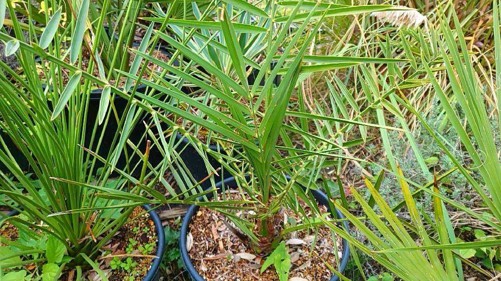 🌴Palm🌴 〜畑のヤシたち〜|🍀GreenSnap(グリーンスナップ) 🌴Palm🌴 〜畑のヤシたち〜|🍀GreenSnap(グリーンスナップ)
