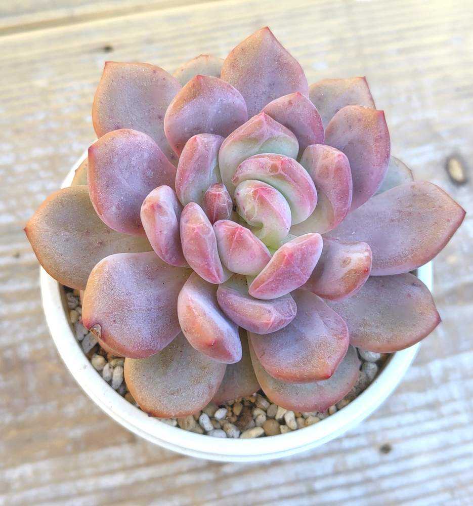 アリエルの生長記録｜🍀GreenSnap（グリーンスナップ）