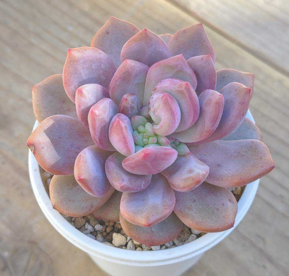 アリエルの生長記録｜🍀GreenSnap（グリーンスナップ）