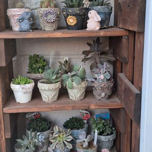 トラカン白雪姫,多肉棚,トラディスカンチア ,トラディスカンティアシラモンタナ,自分らしくねの画像