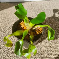 ホテイアオイの画像