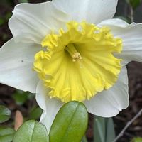 スイセン,スイセン,ペーパーホワイト,ラッパスイセン,ナルキッスス・カンタブリクスの画像