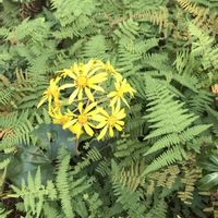 ツワブキ,シダ,黄花,正岡子規,小さな庭の画像
