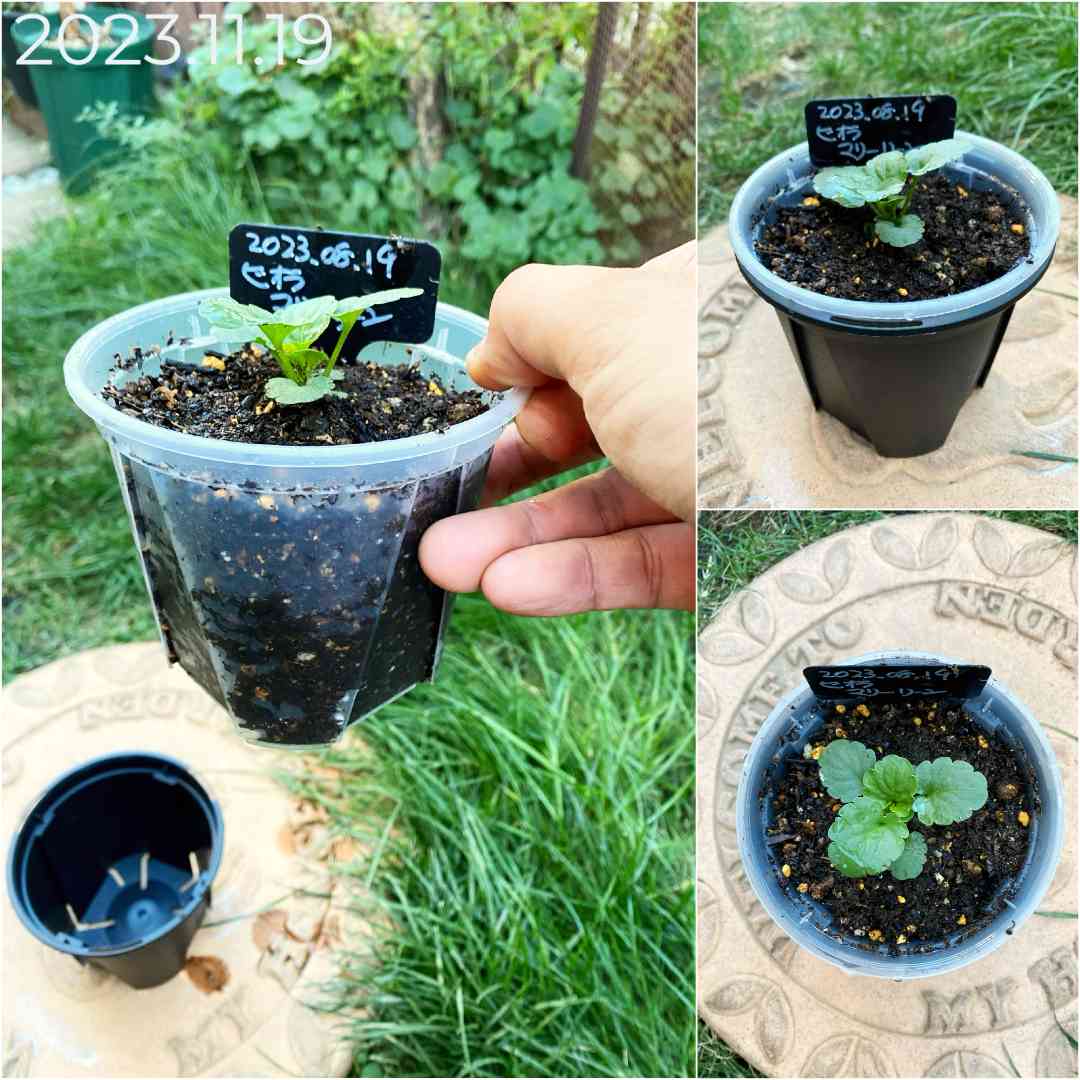 小さな庭の投稿画像 by ゆきんさん｜パンジーとスリット鉢と花のある