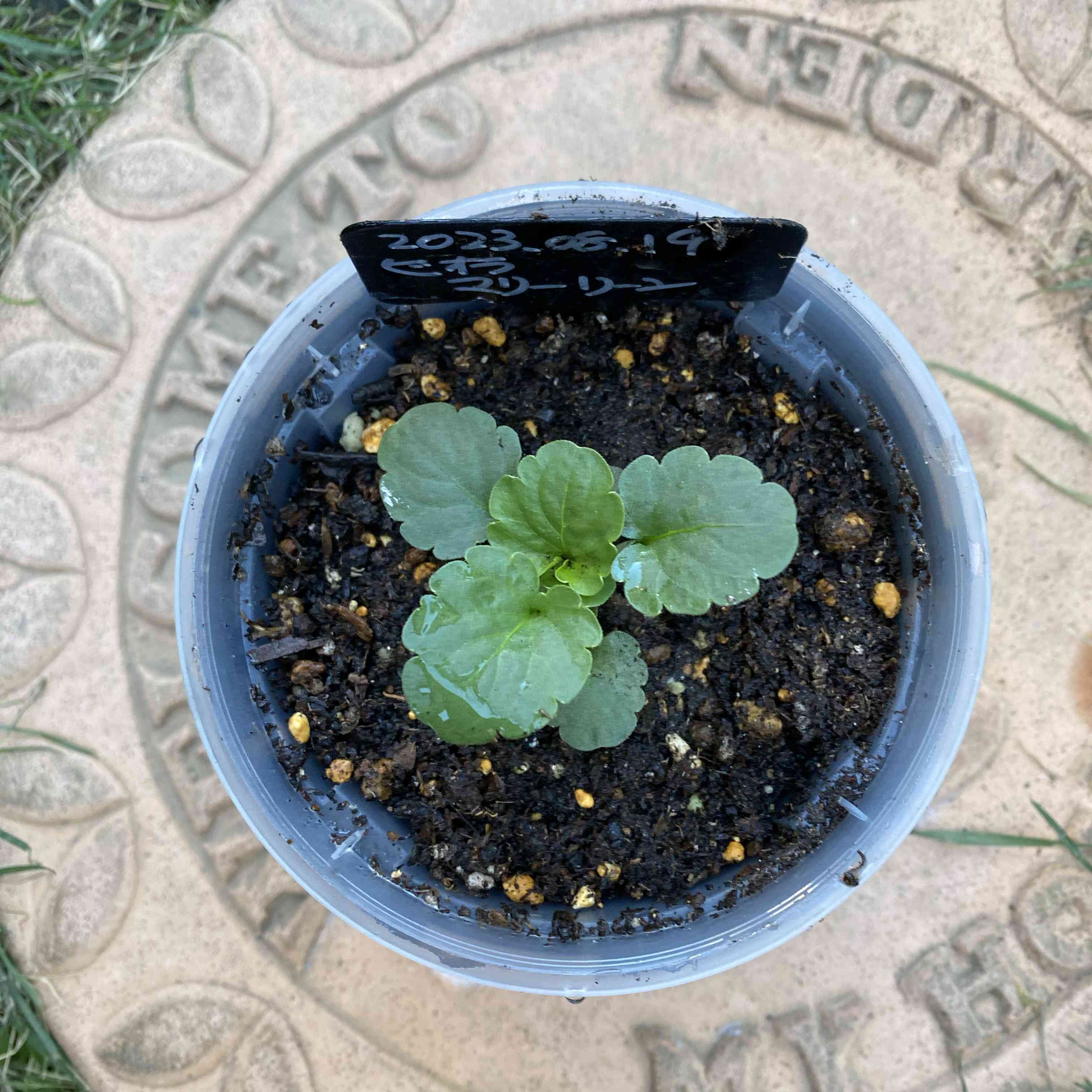 小さな庭の投稿画像 by ゆきんさん｜パンジーとスリット鉢と花のある