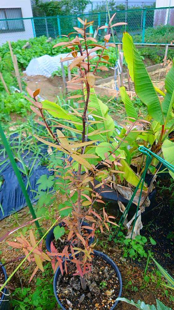 🌴Palm🌴 〜畑のヤシたち〜｜🍀GreenSnap（グリーンスナップ）