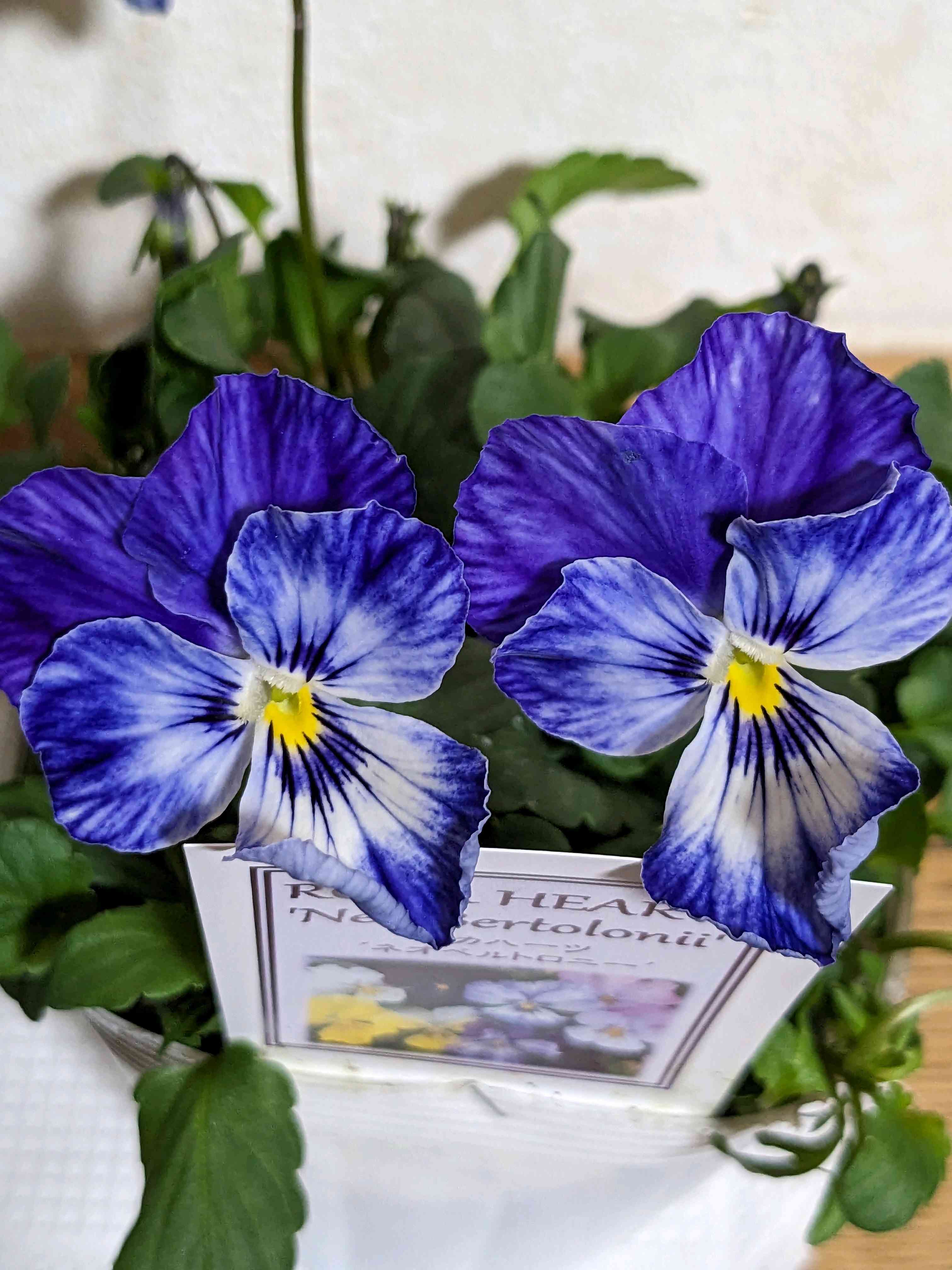 可愛らしいの投稿画像 by ウーゲデールさん｜美しいとビオラ・パンジー