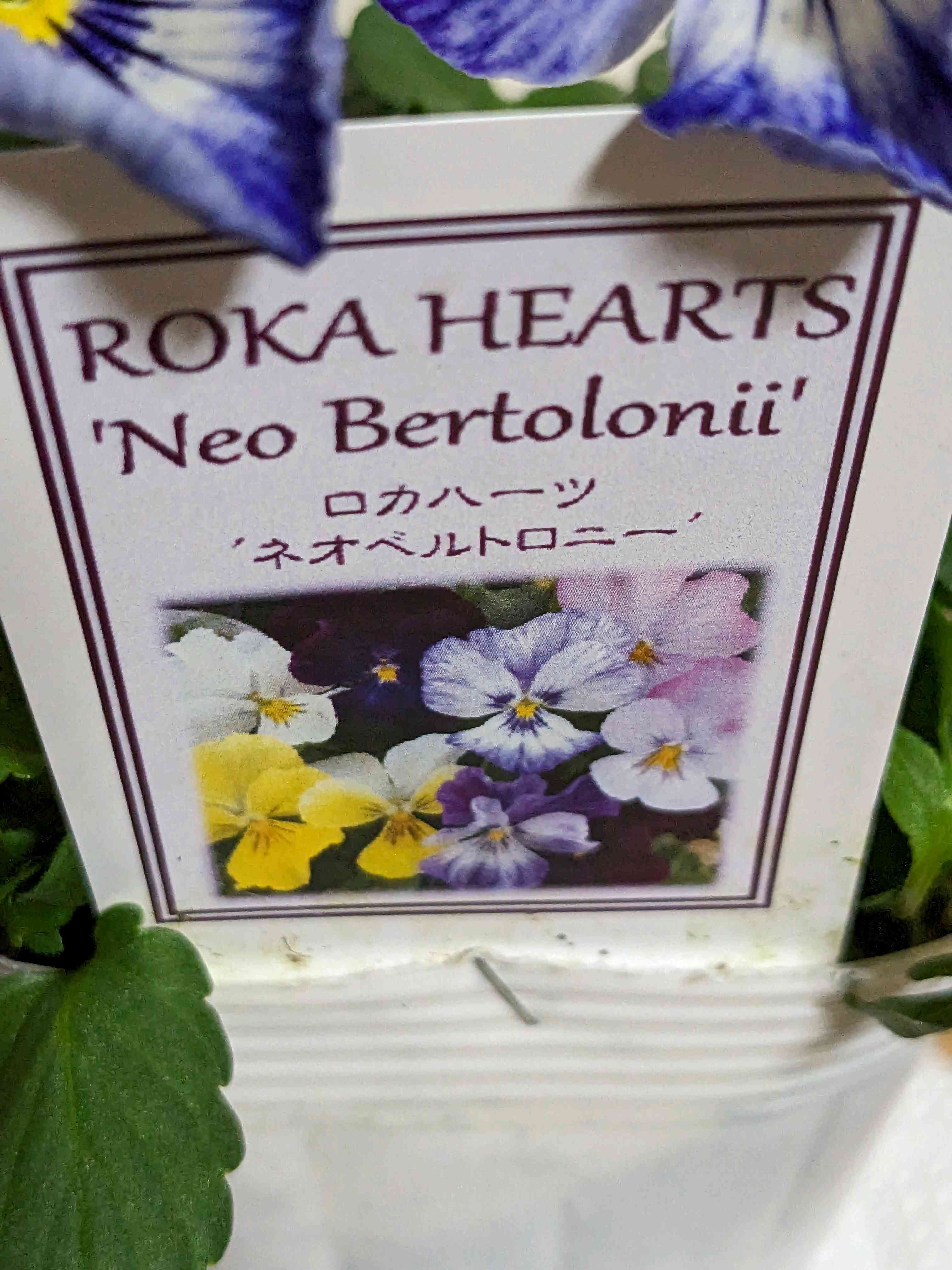 可愛らしいの投稿画像 by ウーゲデールさん｜美しいとビオラ・パンジー