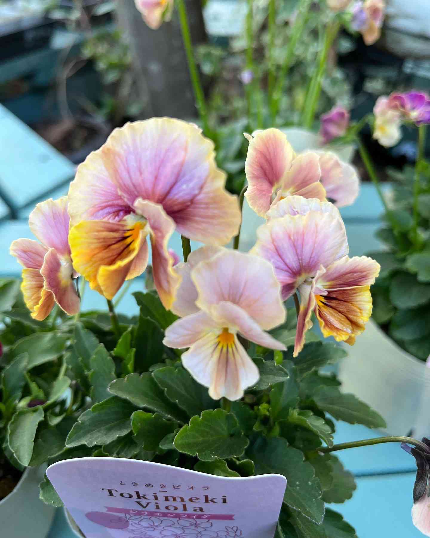 ビオラの投稿画像 by おかーしゃさん｜ときめきビオラと奥田園芸と
