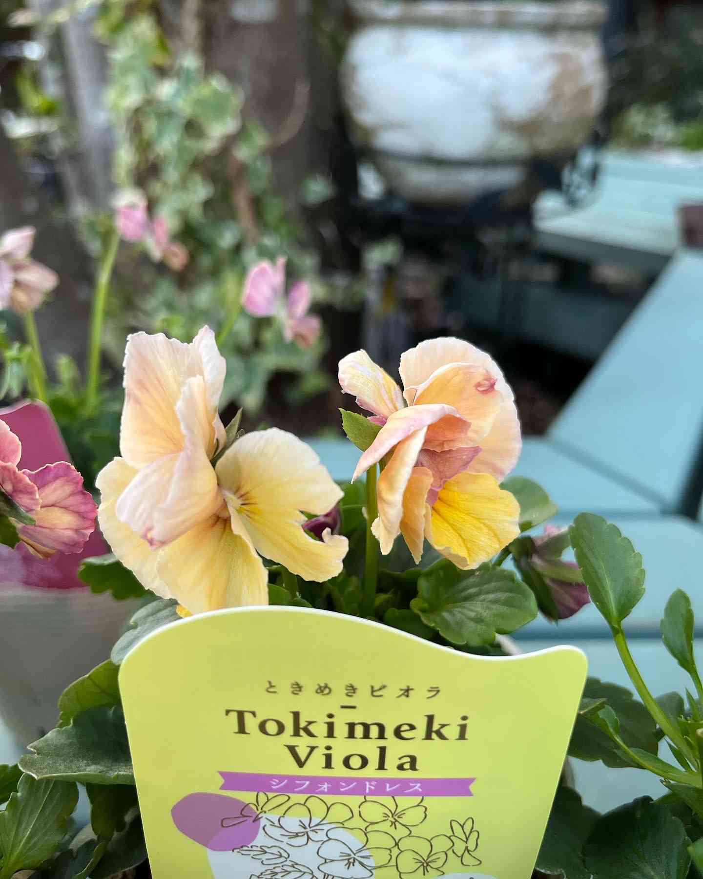 可愛い♡ときめきビオラ♡フリンジエッジ♡3.5号♡ポットごと宅急便コンパクト 園芸ネット本店｜【お1人様3ポットまで】ビオラ：ときめきビオラ