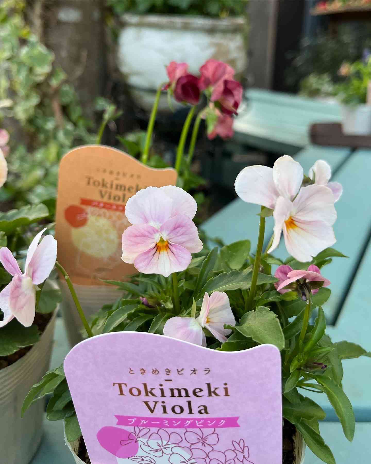 ビオラの投稿画像 by おかーしゃさん｜ときめきビオラと奥田園芸と
