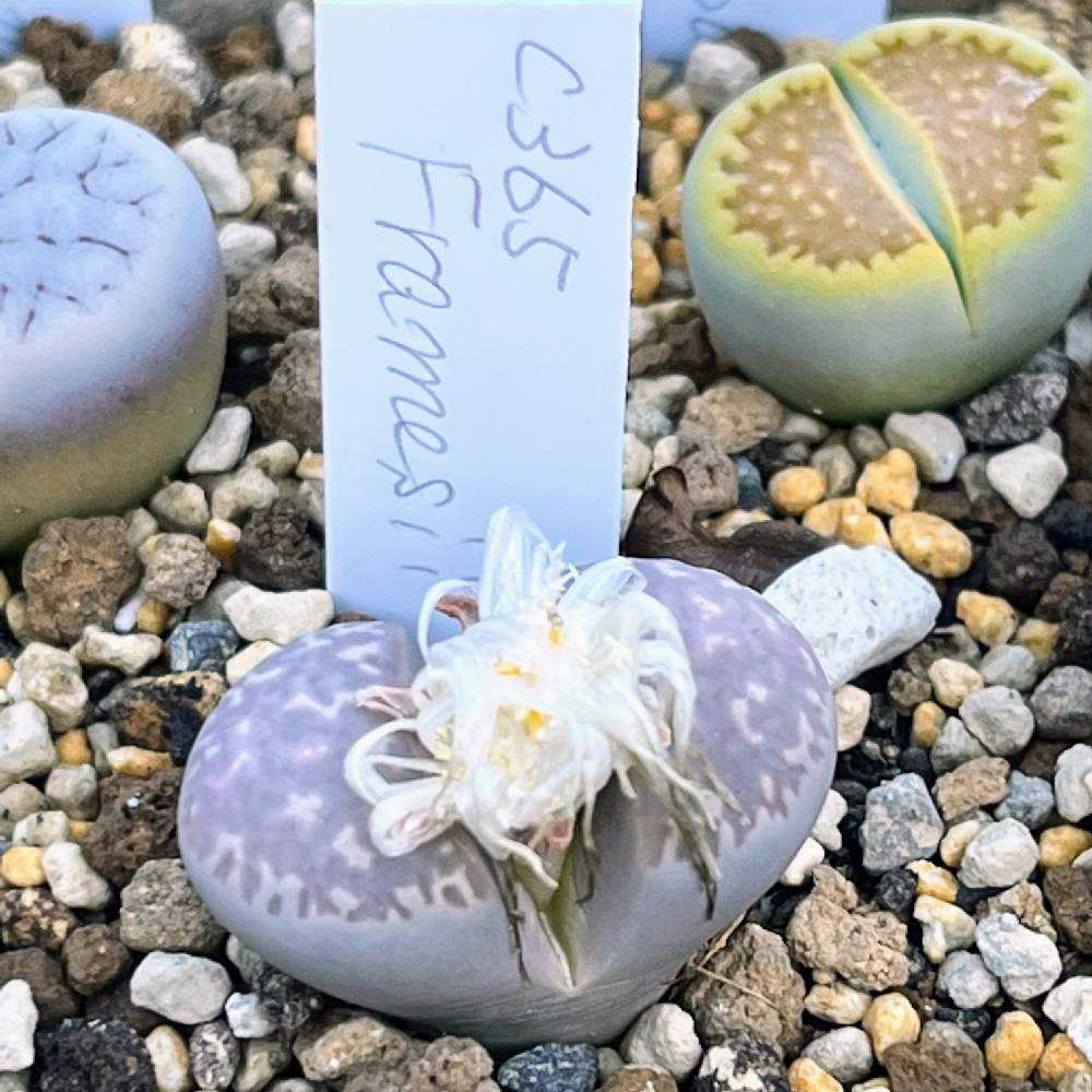 2023年に買ったリトープス ｜🍀GreenSnap（グリーンスナップ）