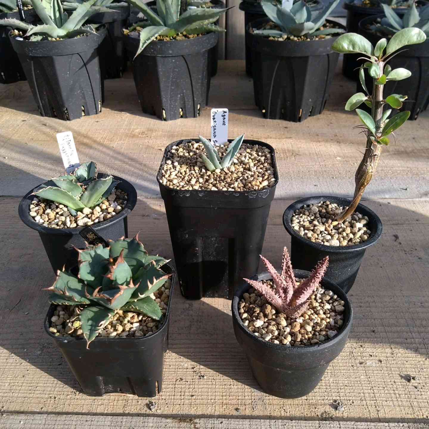 オバティサナ シースターの一覧｜🍀GreenSnap（グリーンスナップ）