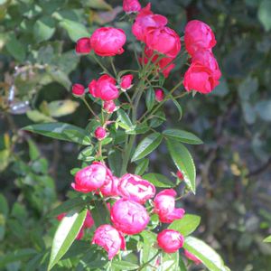 散歩,庭園,花いろいろ,ばら 薔薇 バラ,広い庭の画像