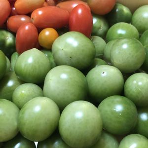 ミニトマト,未熟なトマト,キッチン,家庭菜園,庭の画像