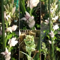 チューベローズ,チューベローズ'ホワイトサファイア',散歩,温室,花のある暮らしの画像