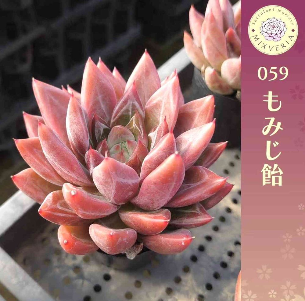 おらいさん苗の投稿画像 by TA298 (多肉植物園 園長)さん｜おらいさん  