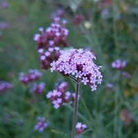 ヤナギハナガサ,植中毒,お出かけ先にて,植物マニア,横浜山下公園の画像