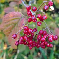 ガマズミ,ガマズミ,ガマズミの実.,ガマズミの実.,山野草の画像