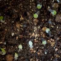 ハオルチア,ハオルチア 紫オブツーサ,ハオルチア 紫オブツーサ,水晶コンプト101×裏般若,発芽成長記録の画像