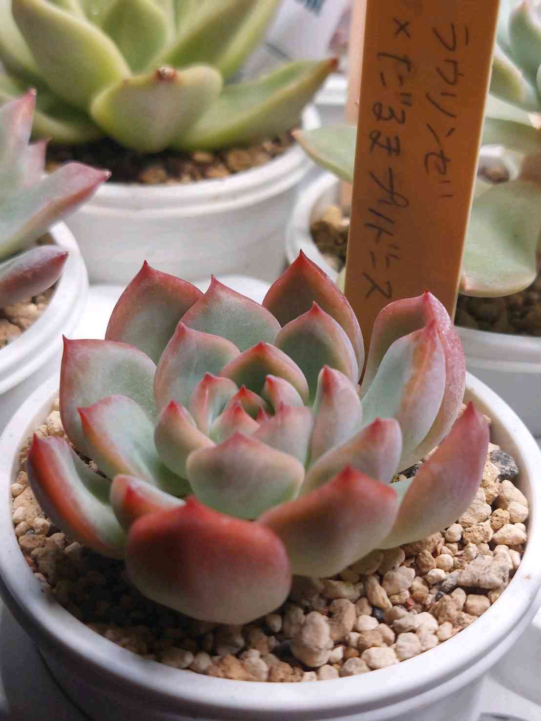 ミソップ苗の一覧｜🍀GreenSnap（グリーンスナップ）