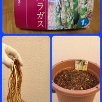 アスパラガス,ベランダの画像