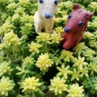 セダム,セダム 黄金細葉万年草,ベランダ多肉,可愛いワンコたち,黄金細葉万年草_monの画像