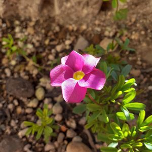 オキザリス　桃の輝き,ピンク,植えっぱなし,ちっちゃなお花,日当たり良好の画像