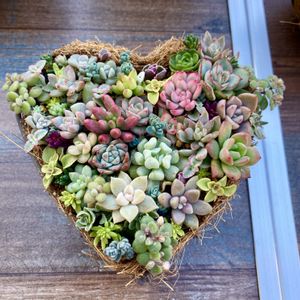 メビナ錦,マジックジャムゴールド .,多肉寄せ植え,ちまちま寄せ,多肉植物販売の画像