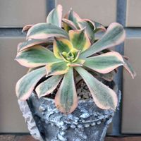 皇帝ダリア,紅葉,銀杏,アエオニウム属,感謝の画像