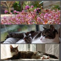 ヒメツルソバ,天(てん),天(てん),霖(りん),霖(りん)の画像
