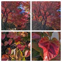 ガマズミ,紅葉,お出かけ先の画像