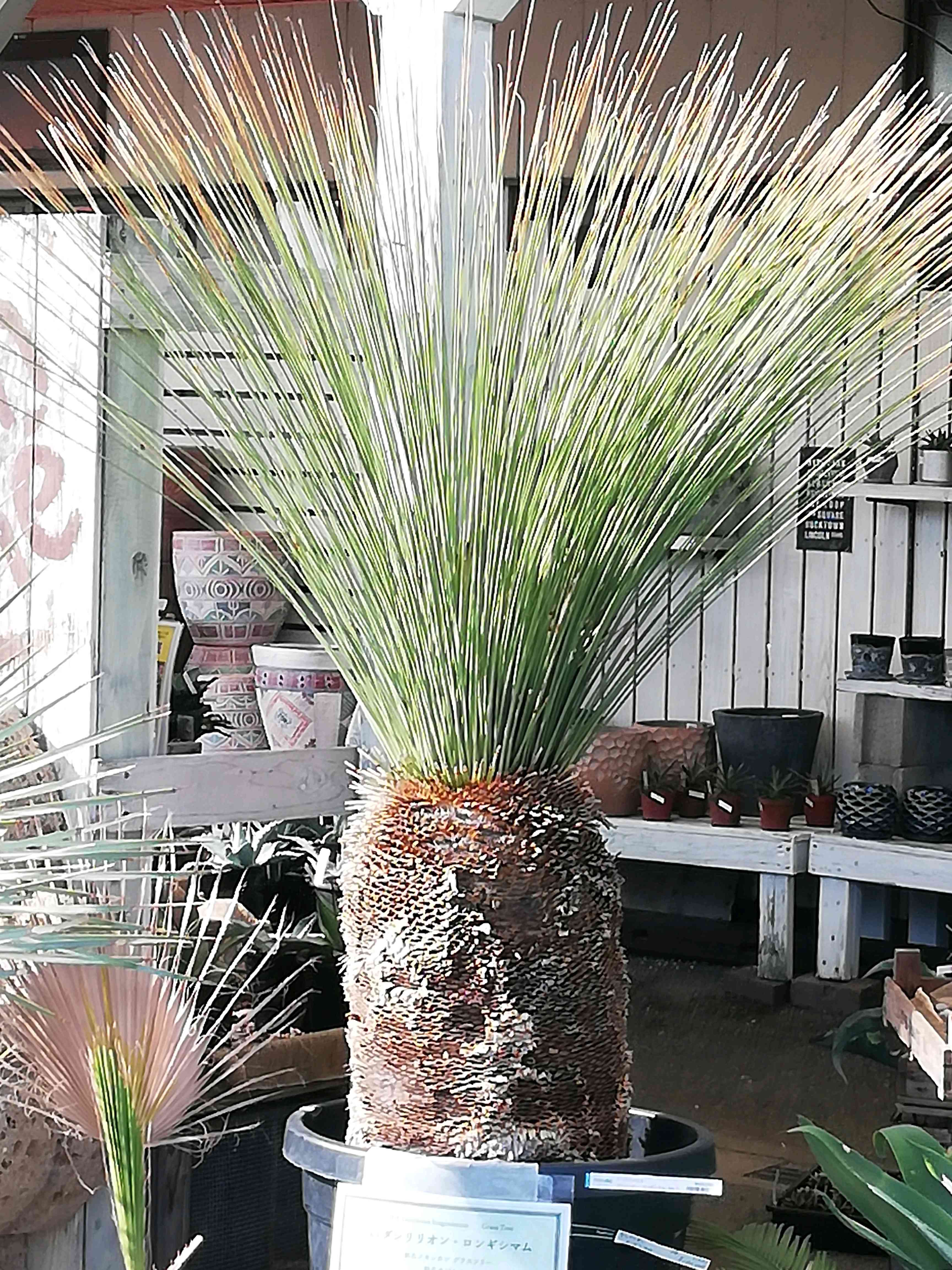 わけあり特価）ダシリリオン ロンギッシマム5号鉢植え の通販