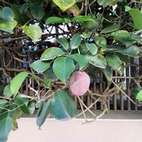 ムベの画像