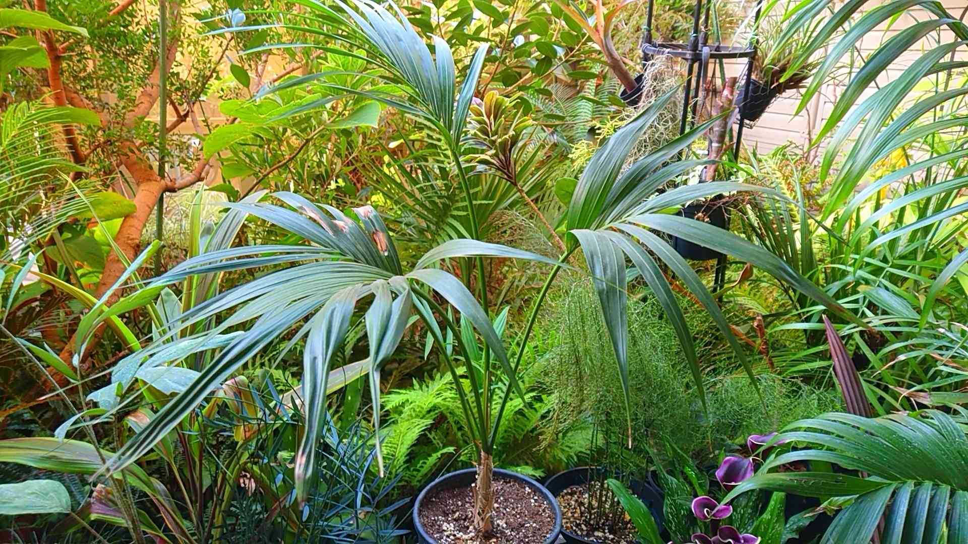 ケンチャヤシの育て方|植え付けや植え替えの時期、水やりの方法 ケンチャヤシの育て方|植え付けや植え替えの時期、水やりの方法
