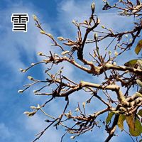 ハクモクレン,祈り,前庭,お家園芸,白木蓮*の画像