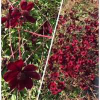 チョコレートコスモス,多年草,メキシコ原産,長居散歩の画像