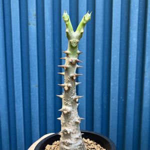 ビカクシダ,パキポディウム・ウィンゾリー,多肉植物,塊根植物,コーデックスの画像