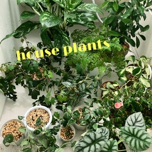 観葉植物,お風呂,植物のある暮らしの画像