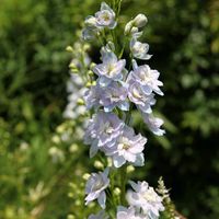 宿根草,デルフィニウム,花壇,開花,お庭の画像