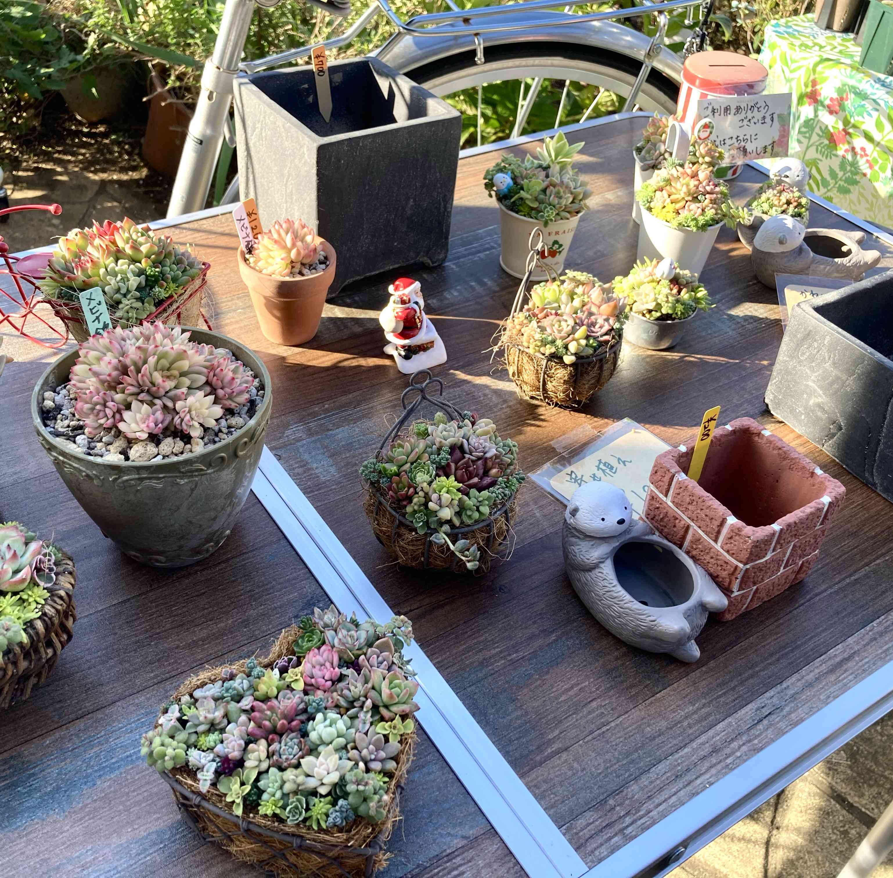 多肉植物の投稿画像 by 多肉植物 ちまちま屋さん|自宅無人販売 多肉植物の投稿画像 by 多肉植物 ちまちま屋さん|自宅無人販売