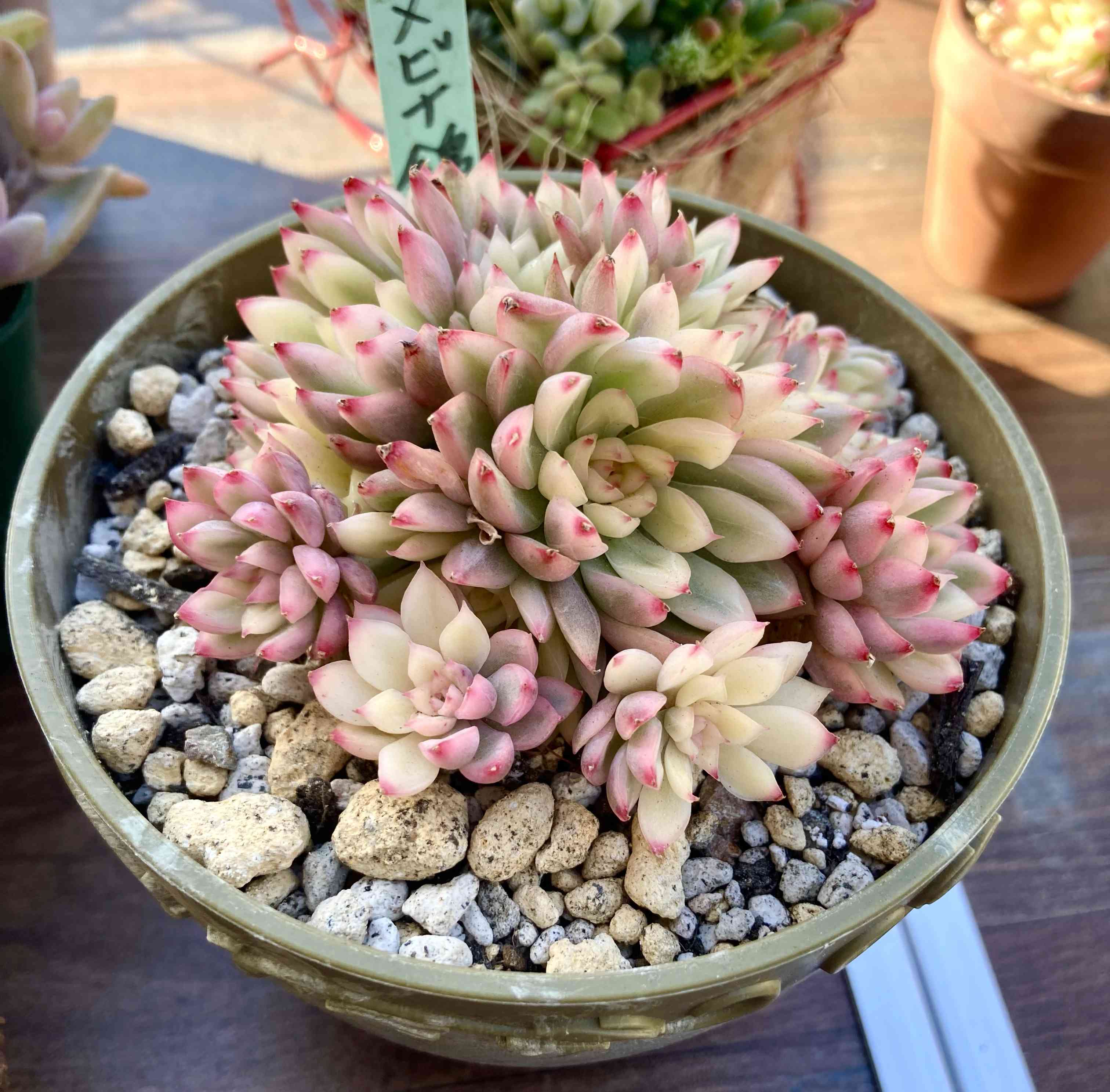 多肉植物 たまちゃ•*¨*•.¸¸♬ 多肉植物の投稿画像 by 多肉植物 ちまちま屋さん｜自宅無人販売とmy