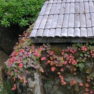 ナツヅタ,ツタ(蔦),日本庭園,GSに感謝。,植物観察の画像