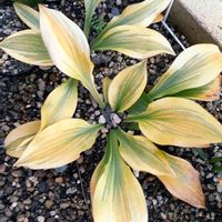 ギボウシ（ホスタ）,日陰,半日陰,葉っぱ,シェードガーデンの画像