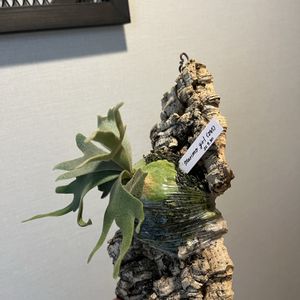 P.willinckii 'jade girl', コウモリラン ,ビカクシダ普及委員会, ビカクシダ,ビカクシダのある暮らしの画像