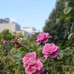 散歩,庭園,花いろいろ,ばら 薔薇 バラ,広い庭の画像