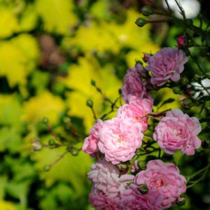 散歩,庭園,花いろいろ,ばら 薔薇 バラ,広い庭の画像